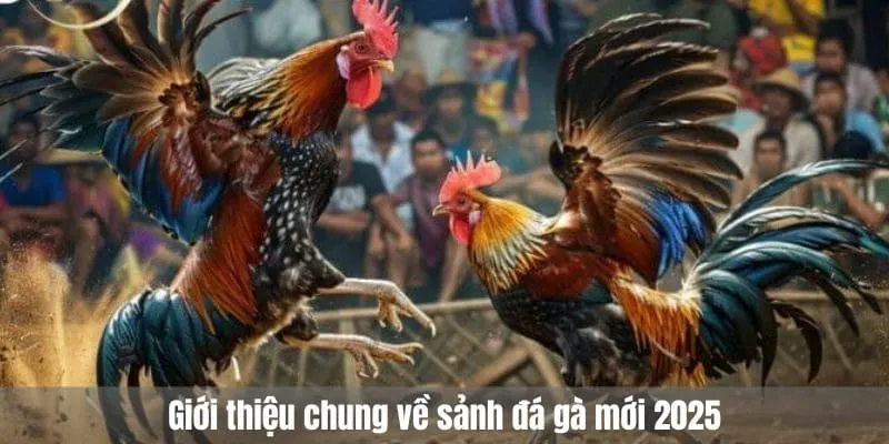 Giới thiệu chung về sảnh đá gà mới 2025